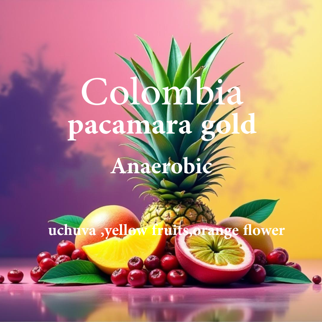 Colombia Pacamara Gold